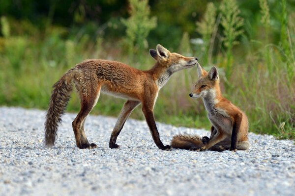 Due finferli in estate nella natura