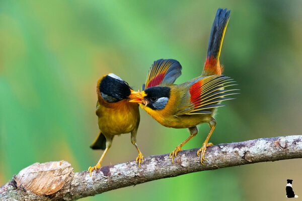 Two tropical birds on a branch