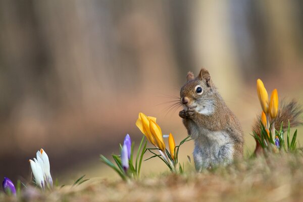 Red squirrel and spring crocuses