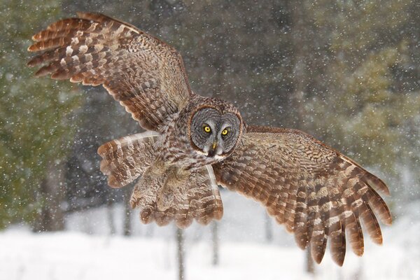 Búho con ojos amarillos brillantes volando en invierno