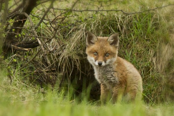 A fox cub in a forest clearing