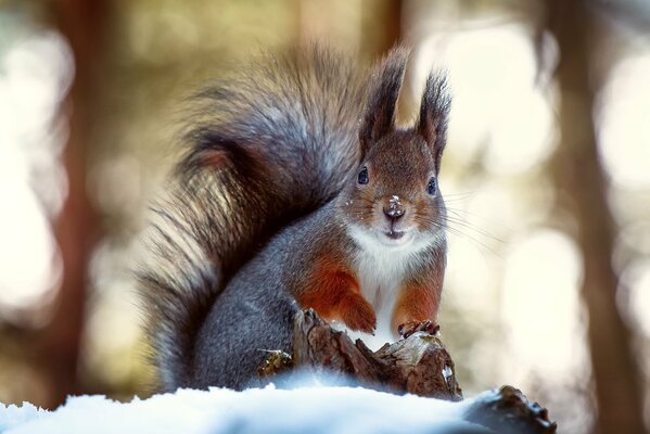 Uno scoiattolo con una coda pcshisty si siede sulla neve