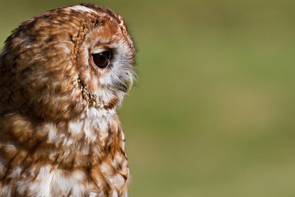 Hibou regarde les yeux tristes