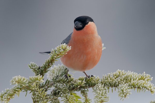 The Bullfinch bird is sitting on a branch