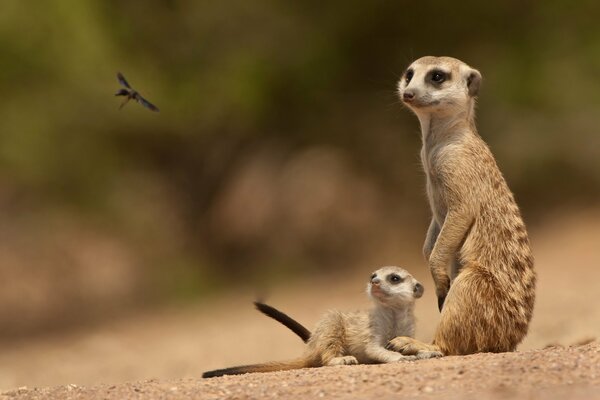 Bebé y mamá suricatas observan un insecto