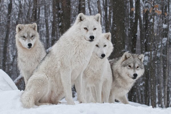 A pack of predators on in the winter forest