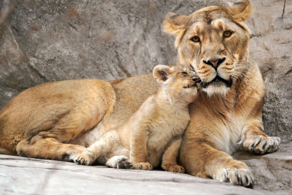 Le petit lionceau se blottit doucement contre la mère de la lionne