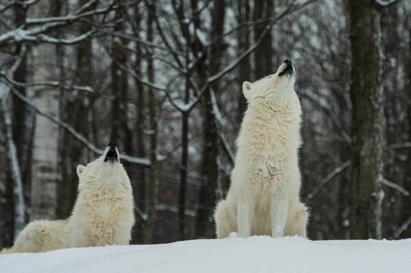 Zwei weiße Wölfe im Wald im Schnee, die im ganzen Landkreis heulen