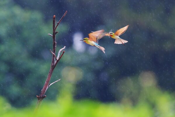 Zwei Vögel fliegen im Regen