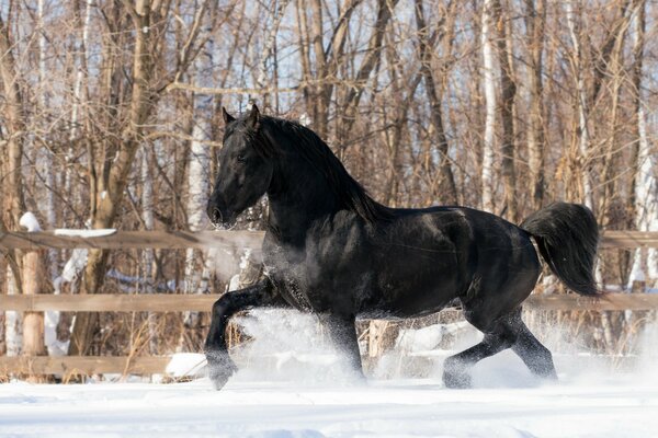 Czarny koń biegnie po białym śniegu