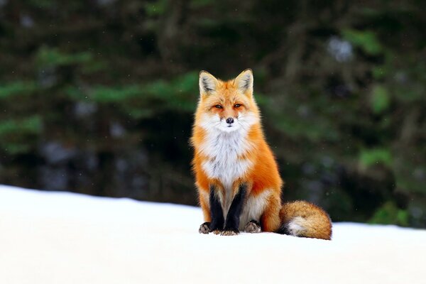 A red fox is sitting in the snow