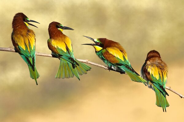 Four birds are sitting on a branch