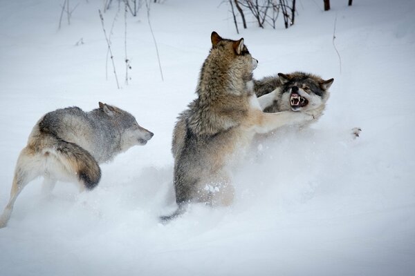 La lucha de los lobos en la superficie de la nieve