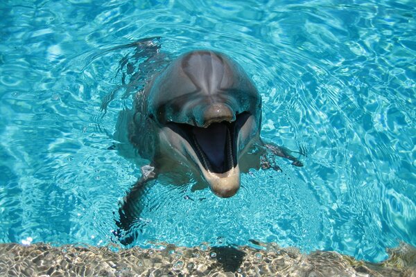 A dolphin in the water smiles at people