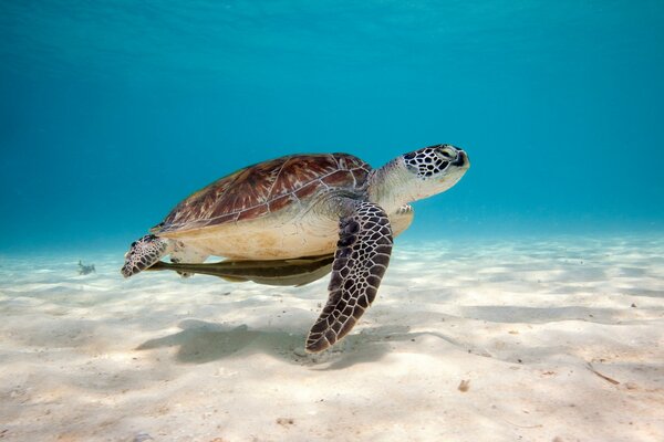 A water turtle under water. Blue water, white sand