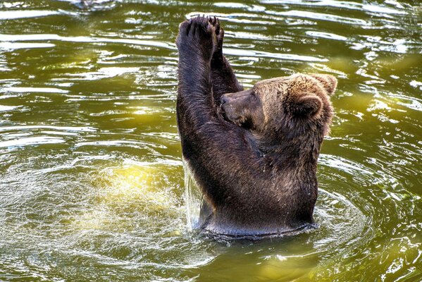 Ours brun assis dans l eau