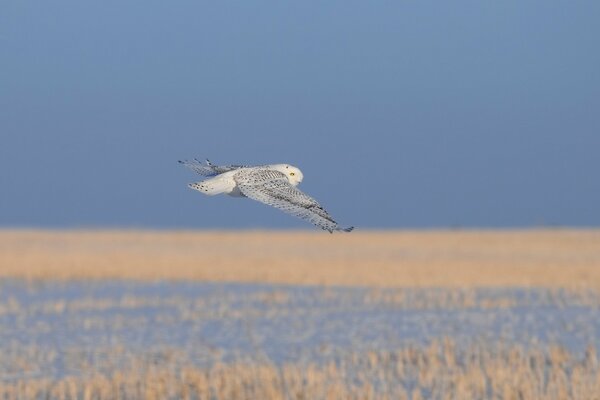 Volo del gufo bianco sull erba secca