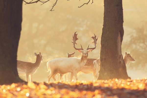 Schönheit in der Pracht eines Hirsches im Herbstwald