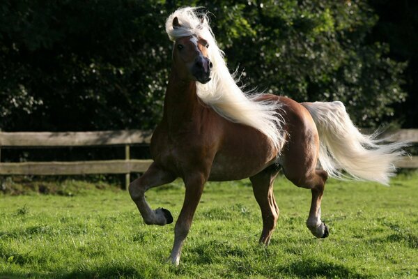 La melena blanca del caballo ondea en el viento