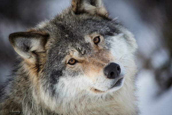 Hermoso lobo gris en invierno