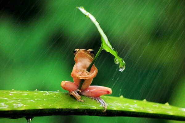 Una rana carina si siede sotto la pioggia e tiene una foglia