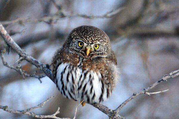 A furrowed owl on a winter branch