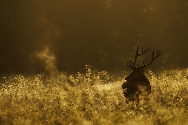 À l aube, le cerf est sorti dans le champ