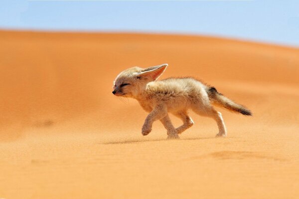 Piccolo abitante del deserto che corre sulla sabbia