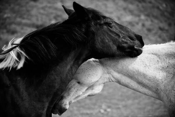 The love of a horse for a man