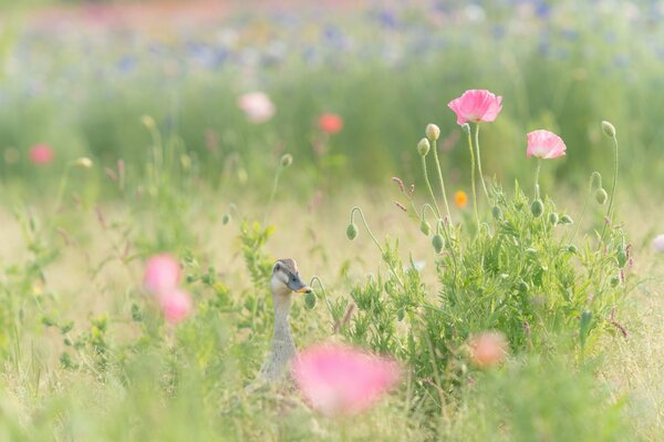Kaczka w trawie. Dzikie różowe maki. Delikatna zieleń