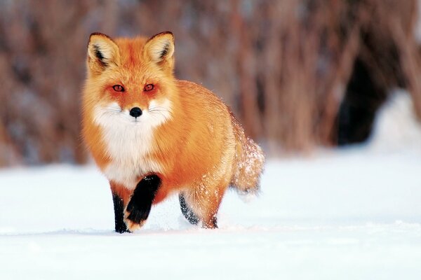 Redhead Peloso bellezza nella neve