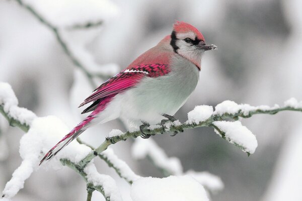 Pájaro de invierno en una rama de nieve