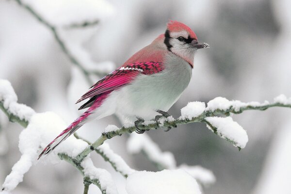 Uccello invernale su un ramo di neve
