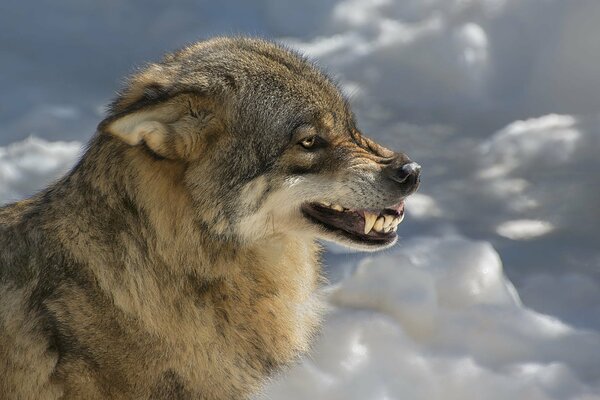 Le loup montre son sourire