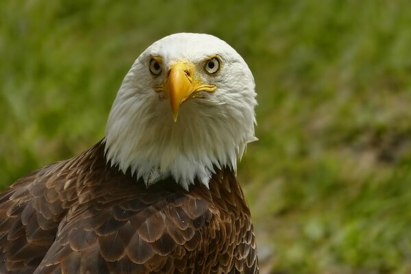The predatory gaze of the bald eagle