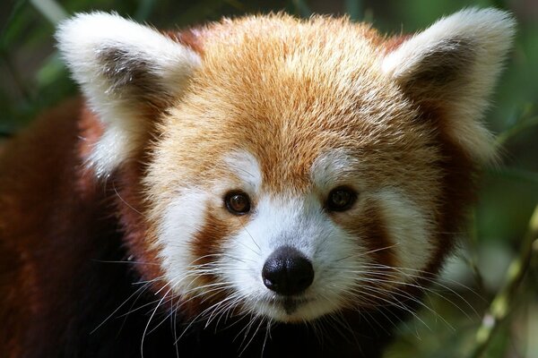 Kleiner roter Panda im Wald