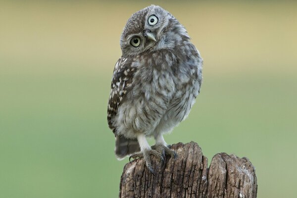 Hibou bigarré regarde en tournant la tête