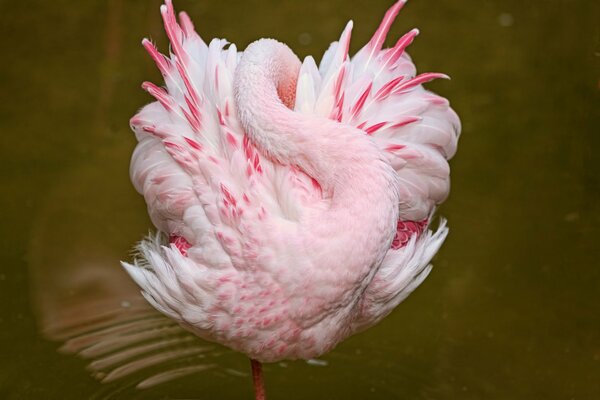 Розовый фламинго спит в воде