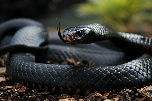 La serpiente negra saca la lengua