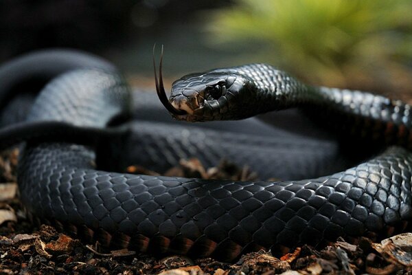 Чёрная змея высунула язык
