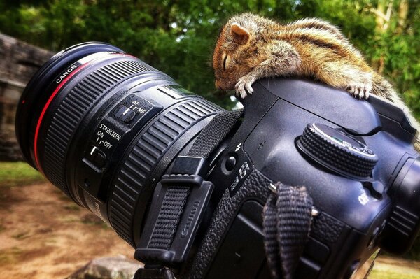 Un piccolo Chipmunk si è appisolato sulla fotocamera