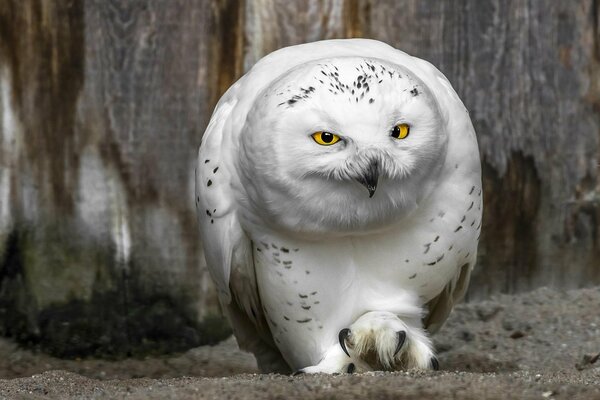 Le regard des yeux jaunes d un hibou