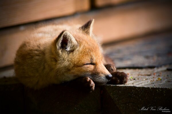 The fox sleeps sweetly on the boards