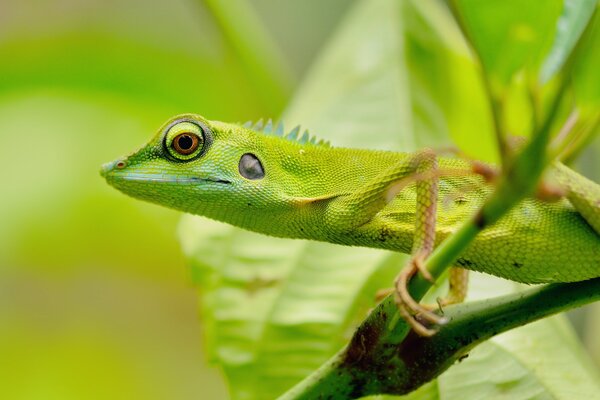 Lagarto verde con ojos grandes