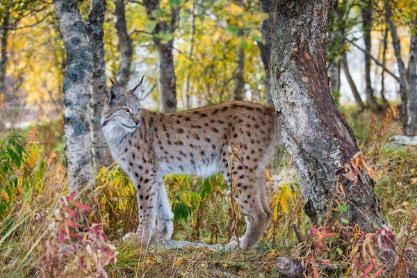 Lynx prédateur parmi les arbres d automne dans la forêt