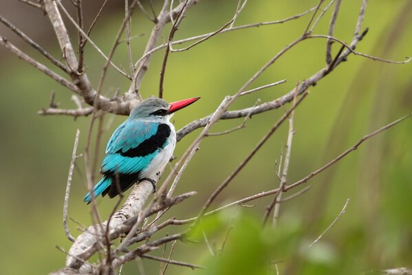 Eisvogel blau auf einem trockenen Ast