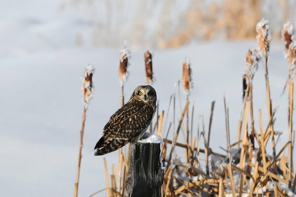 Grey owl among the snow-covered reeds