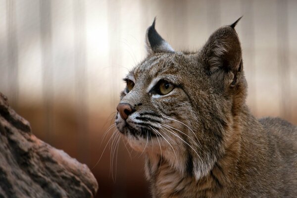 Gatto selvatico, abitante della foresta