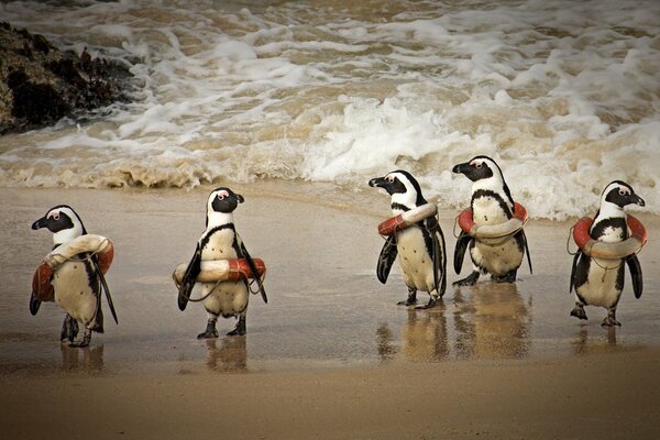 Pinguine in Rettungskreisen am Meer