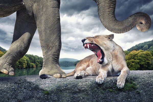 An elephant with a lioness growling against the background of cloudy weather